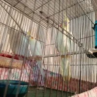 عروس هلندی مولد به شرط|پرنده|عجب شیر, |دیوار