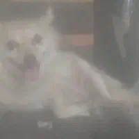 سگ پاکوتاه