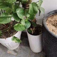 گل بو فروشتن|گل و گیاه طبیعی|بوکان, |دیوار