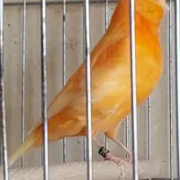 قناری رنگی|پرنده|شهرکرد, |دیوار