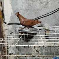 دوتا عدد نر رنگی درجه یک|پرنده|بندر ماهشهر, |دیوار