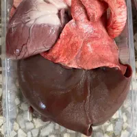 خدمات عقیقه گوشت گوسفند با قصاب در محل|خدمات پذیرایی، مراسم|ری, شهرری|دیوار