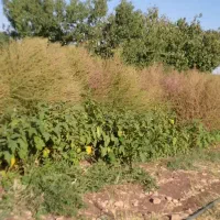 جارو یک عدد ۸۰هزار