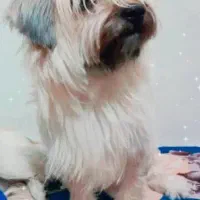 واگذاری رایگان