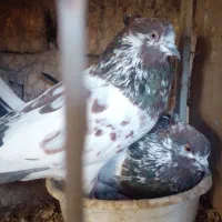 کبوتر نقش همه چیز تمام