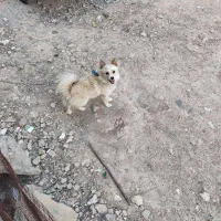 سگ پامر روباهی