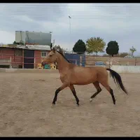 اسب ترکمن پرشی