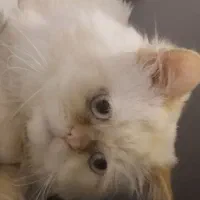 گربه اسکاتیش هیمالین