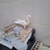 طوقی|پرنده|خرمشهر, |دیوار