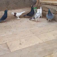 هفت عدد کبوتر|پرنده|قم, باغ کرباسی|دیوار