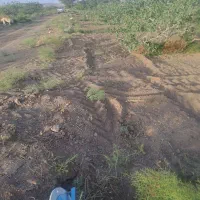 زمین پسته ای راین فیض اباد