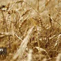 خرید فروش گندم جو یونجه