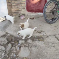 توله سگ پاکوتاه