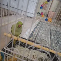 طوطی‌منگو برای جفت گیری