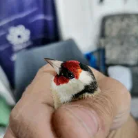 سهره سرسیاه|پرنده|شیراز, پودنک|دیوار