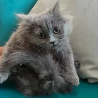 گربه اسکاتیش آنفولد|گربه|کرج, چهارصد دستگاه|دیوار