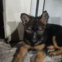 توله ژرمن شولاین|سگ|فومن, |دیوار