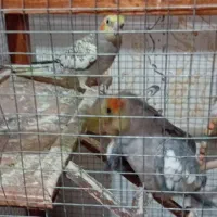 عروس هلندی مولد