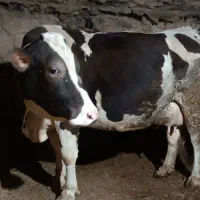 گاو تک شیر 700کیلو