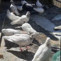 کبوتر|حیوانات|اراک, |دیوار