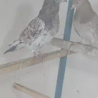 کبوتر فروشی