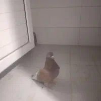 کبوتر|پرنده|خمینی‌شهر, |دیوار