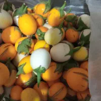 بذر بادمجان تخم مرغی و ...