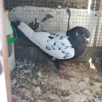 کبوتر سینه‌ای|پرنده|ابهر, |دیوار