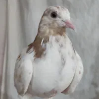 کبوتر ماده|پرنده|نهاوند, |دیوار