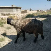 سلام یک عدد کاوه قوچ ته بختیاری ب شرط|حیوانات مزرعه|شیراز, رحمت‌آباد|دیوار