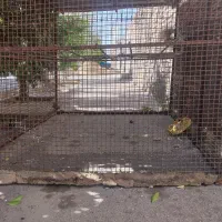 قفس مرغ|لوازم جانبی حیوانات|شیراز, محراب|دیوار