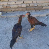 خروس لاری|حیوانات مزرعه|تربت‌حیدریه, بالا ولایت|دیوار