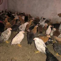 جوجه مرغ و خروس|حیوانات مزرعه|زاهدان, |دیوار