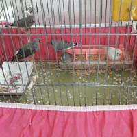 معاوضه فنچ با کوتوله برزیلی