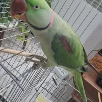 شاه طوطی صدرا