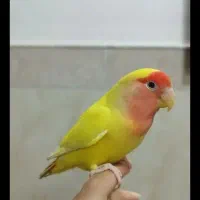 یک کوتوله صورت هلویی گمشده