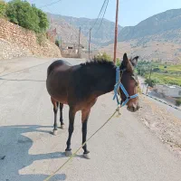 قاطر ماچه اصیل قاطر عشایری|حیوانات مزرعه|باغ ملک, |دیوار