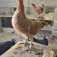 فروش مرغ و خروس گلین.مرندی و گلپایگان