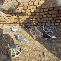 جوجه سده|پرنده|فیروزه, |دیوار