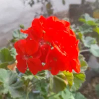 فروش گل شمعدانی