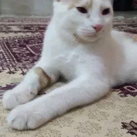 بچه گربه 5 ماهه