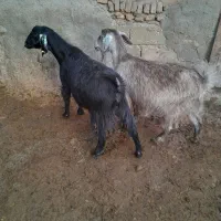 بزآبستن|حیوانات مزرعه|صحنه, |دیوار