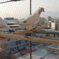 کبوتر پرشی|پرنده|ابهر, |دیوار