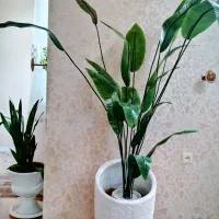 درختچه نیمه مصنوعی