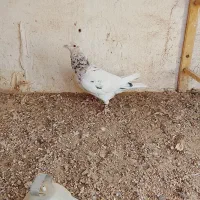 درود خدمت تمام عشق بازان عزیز|پرنده|سبزوار, قصبه شرقی|دیوار