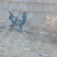 خروس بچه|حیوانات مزرعه|مرند, |دیوار