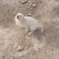 فروش سگخانگی|سگ|ابرکوه, |دیوار