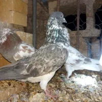 کفتر پرشی خوب|پرنده|حاجی آباد, |دیوار