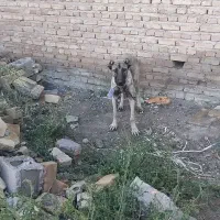 سگ سرابی