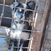 توله دوبرمن ماده باهوش